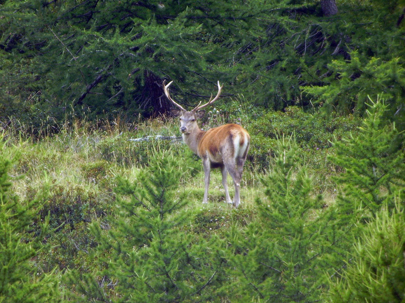 PASSIONE PER IL CERVO